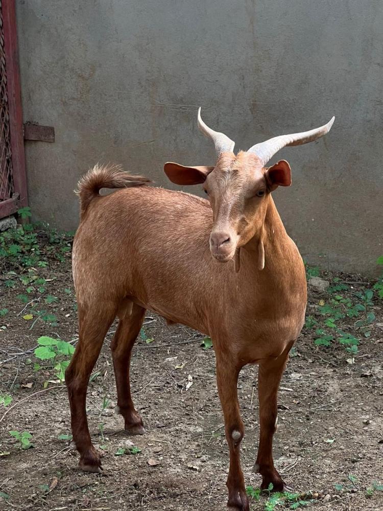 طبخ تيس حنيذ